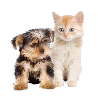 a kitten and a yorkie